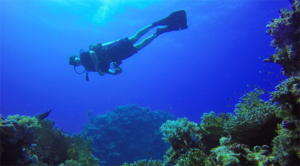 Daily scuba diving activities from Sharm el Sheikh
