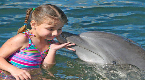 Sharm el Sheikh dolphins activities
