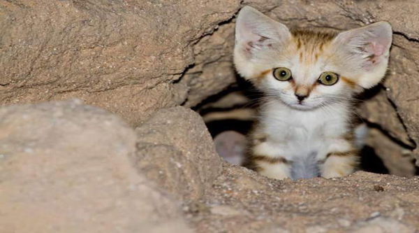 Egyptian wild cat