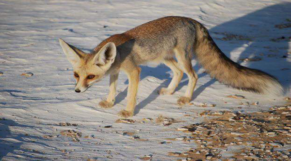 Fauna of Egypt | Animals in Egypt | Egypt Desert Animals Fauna of Egypt | Animals in Egypt | Egypt Desert Animals