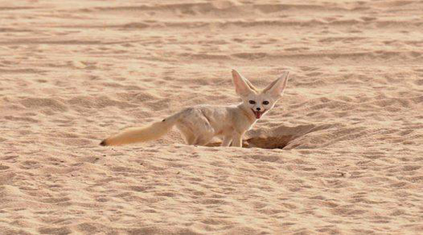 Fauna of Egypt | Animals in Egypt | Egypt Desert Animals Fauna of Egypt | Animals in Egypt | Egypt Desert Animals