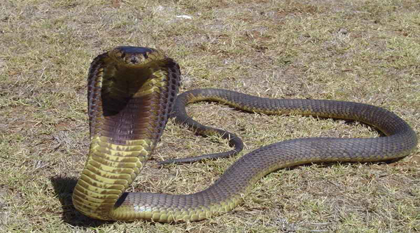 Egyptian cobra.