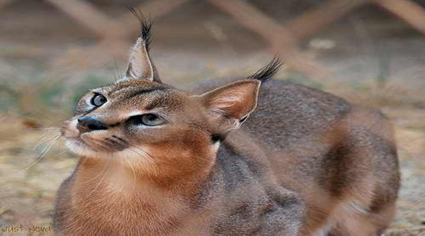 Fauna of Egypt Egypt desert animals