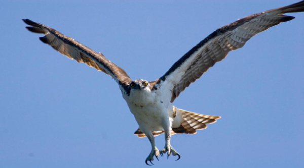 Birds watching in Egypt.