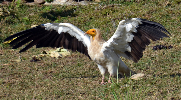 Egyptian vulture