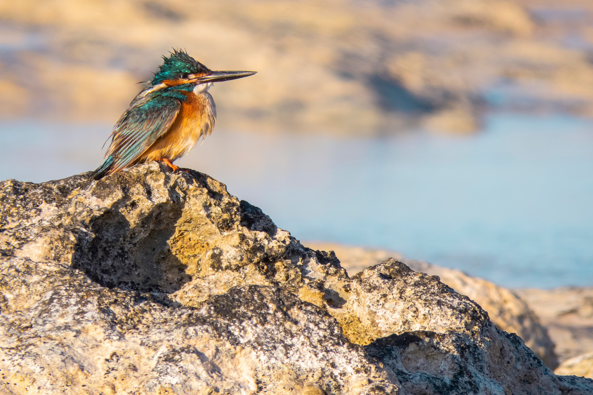
King Fisher