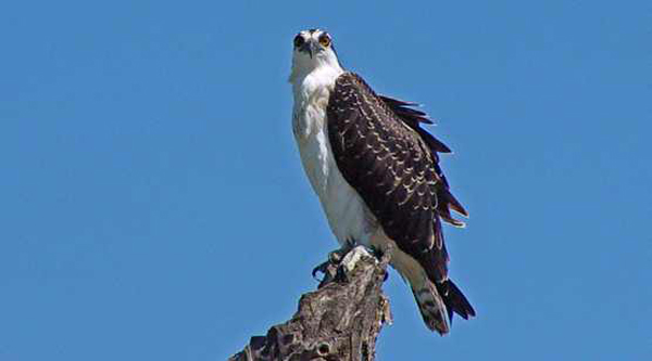 
Osprey perch