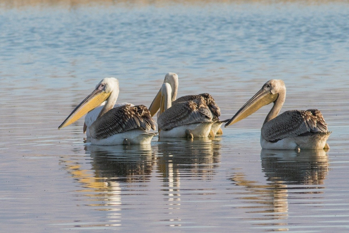 
Pelicans