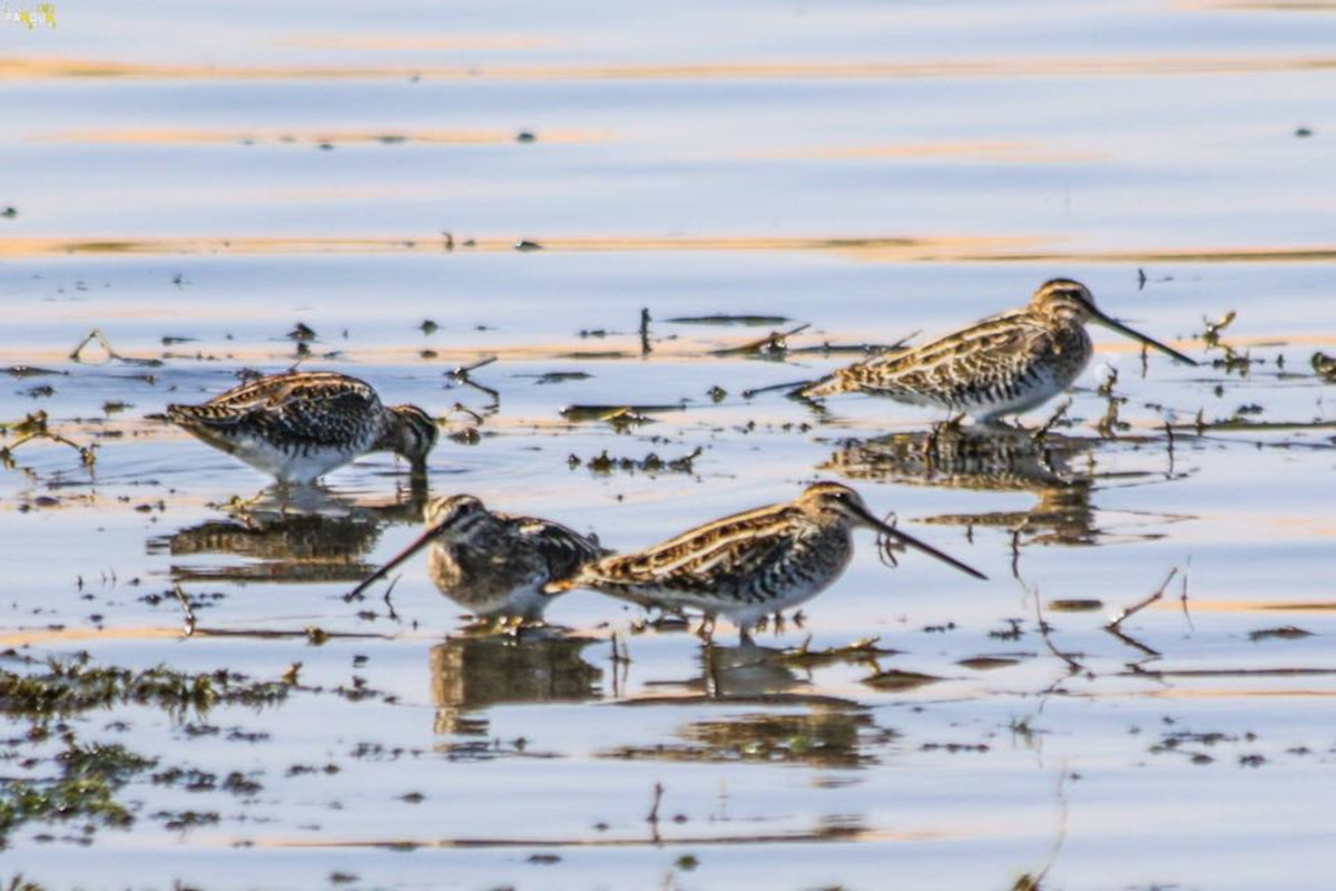 
Sandpiper birds
