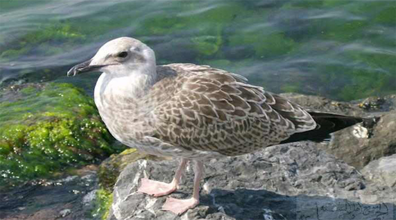 
Sea gull