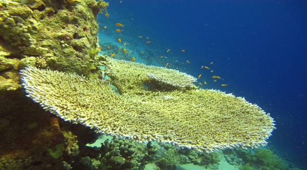 Acropora pharaonis coral.