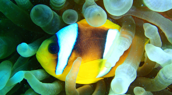 Clown fish in Anemons.