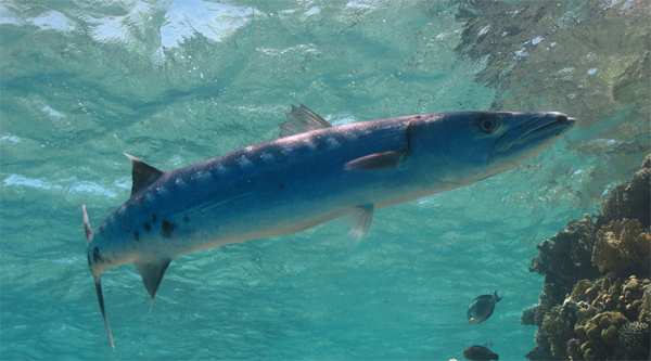 Barracuda 