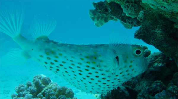 Yellow-spotted Burrfish 