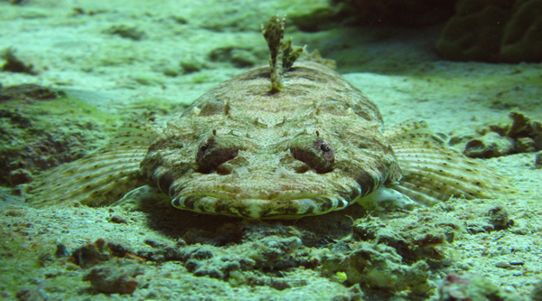 Crocodile fish