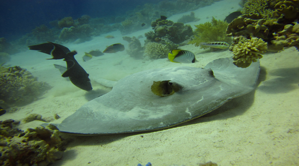 Ras Mohammed viajes de buceo