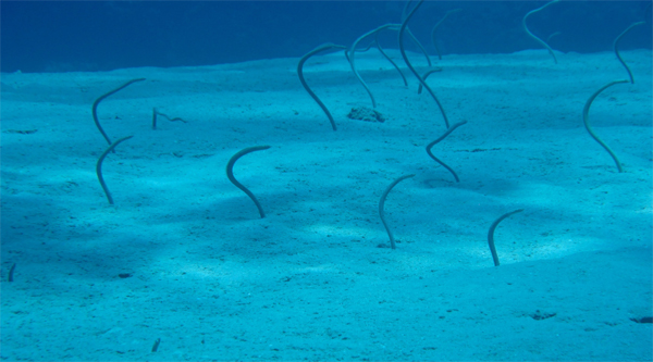 Garden Eel Anguille. 