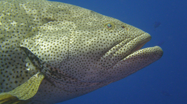 
Giant grouper fish