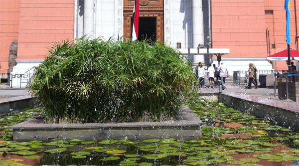 Papyrus plant at the Egyptian museum.