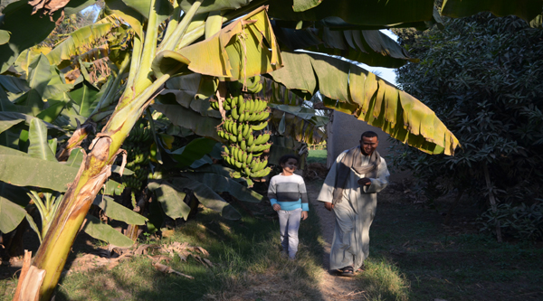 
At the banana field.