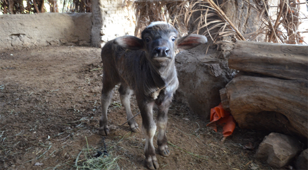 
Egyptian baby buffalo.