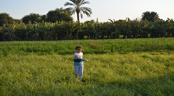 Campagna egiziana. 