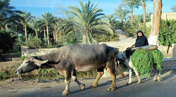 Egyptian woman in a countryside.