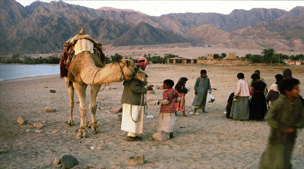 Bedouins of Egypt: Traditions and Culture