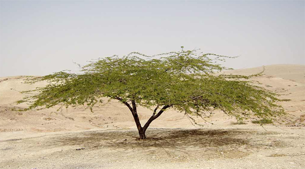 Acacia del deserto. 