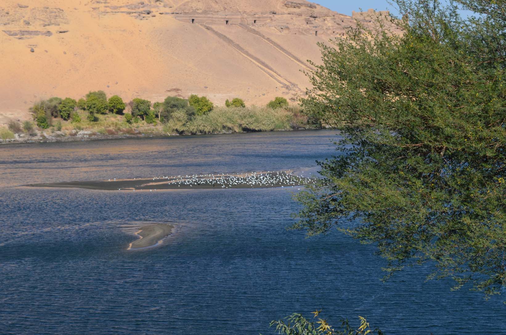 
Tours de observación de aves en Asuán