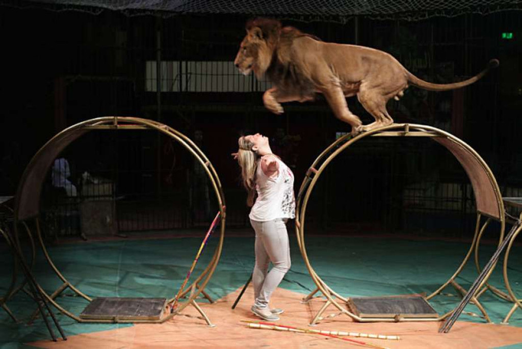 
Egypt National circus in Cairo