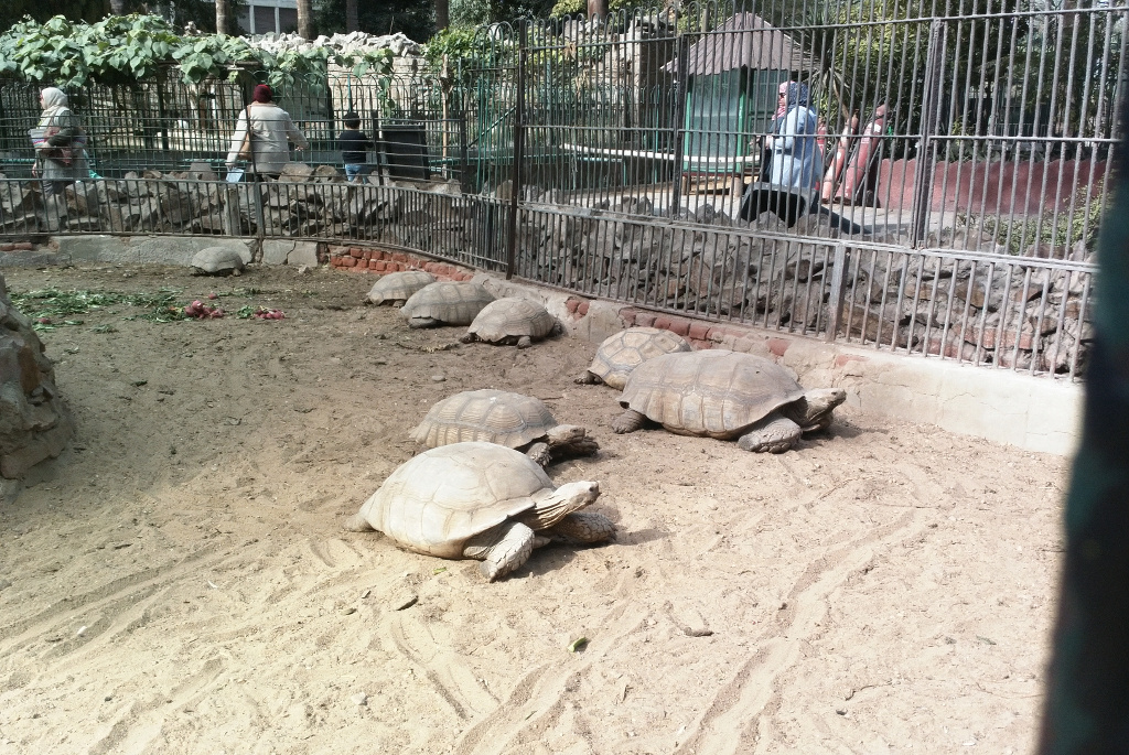  Zoológico de Giza 