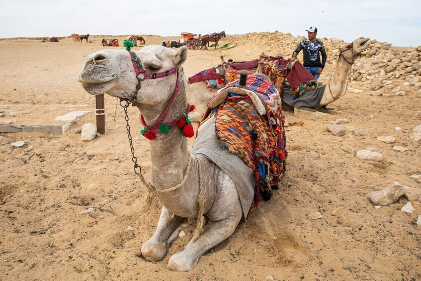 Camel trips in Egypt