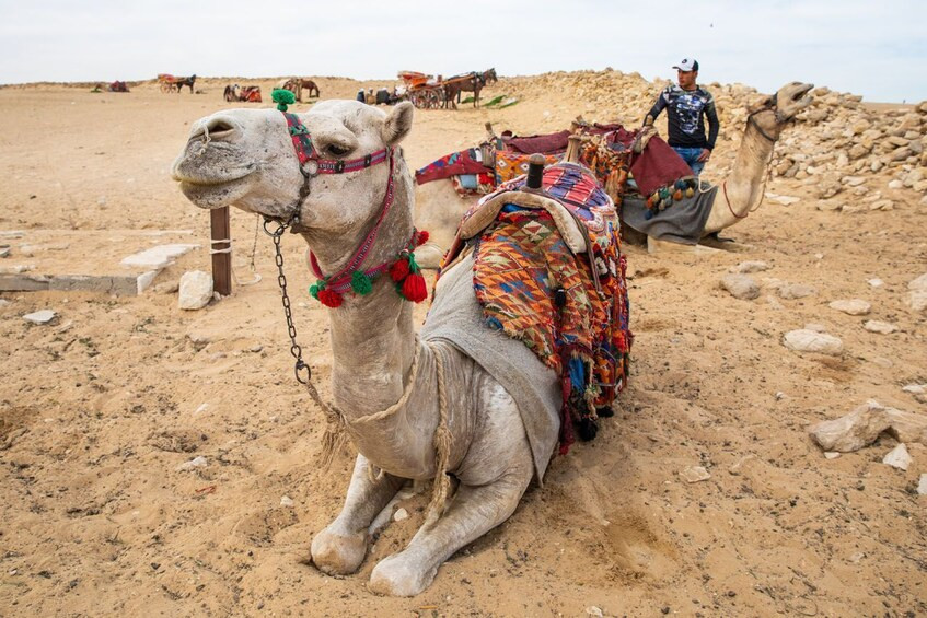 Viajes en camello en Egipto