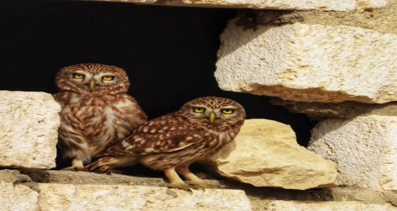 
Owls in Fayoum