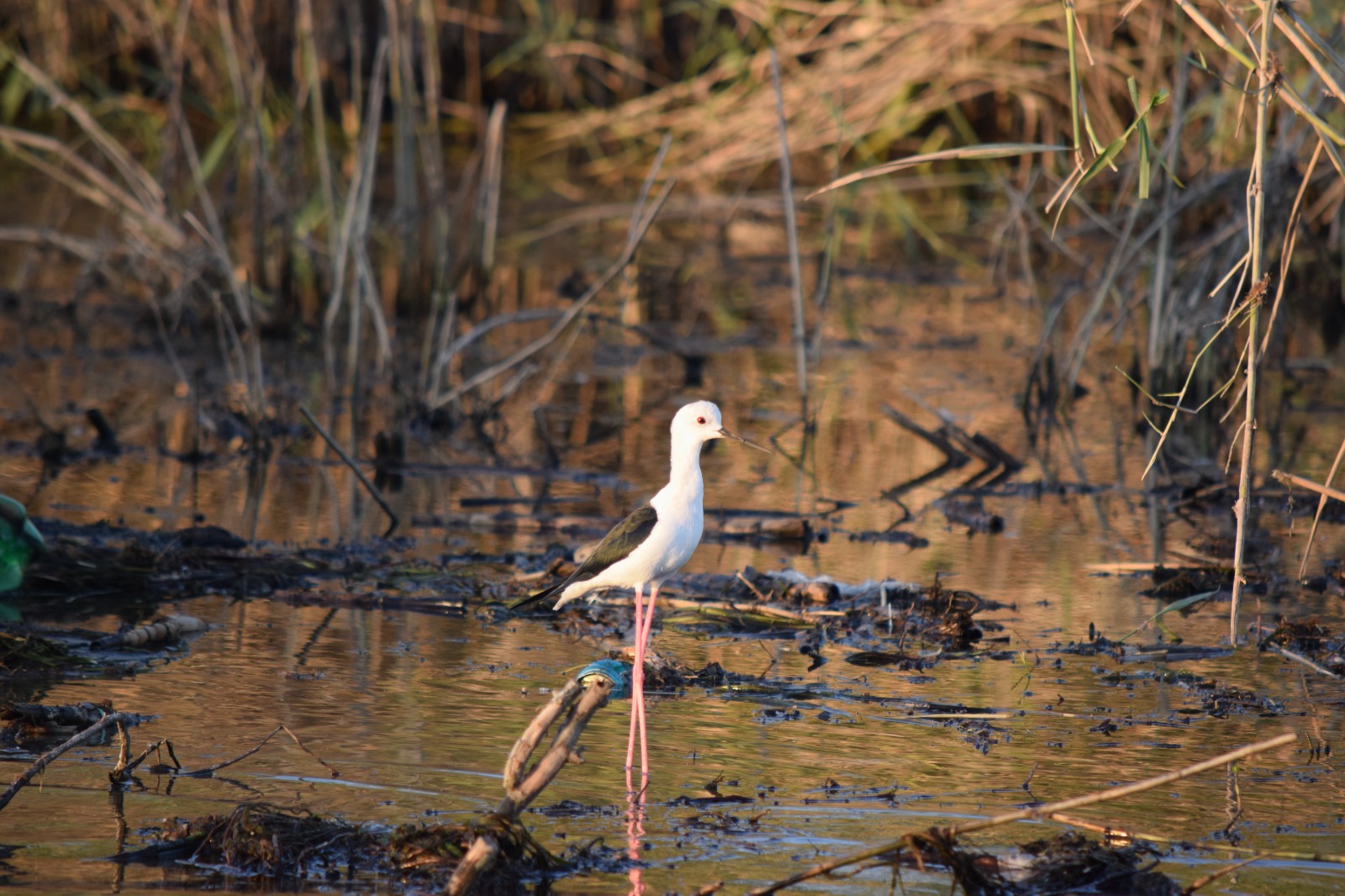 
Bird watching tours in Fayoum