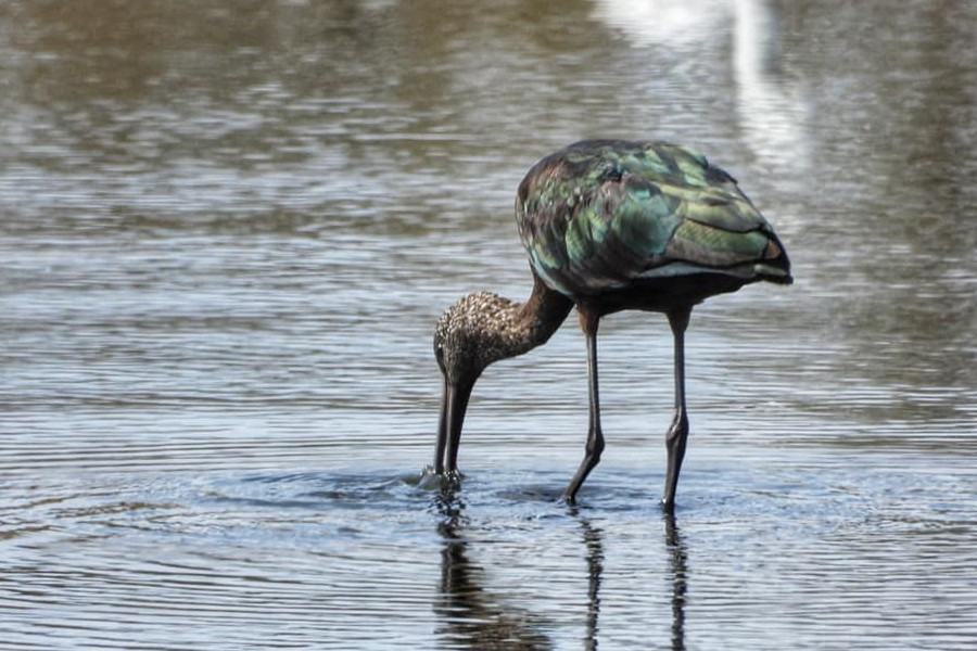 Héron cendré au lac Qarun, colombe Fayoum 