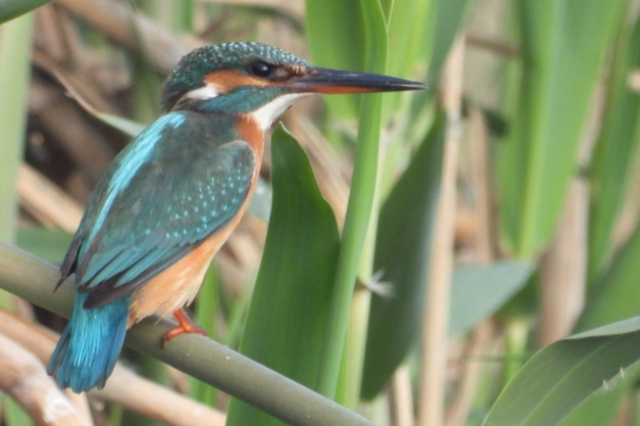 King Fisher at Fayoum