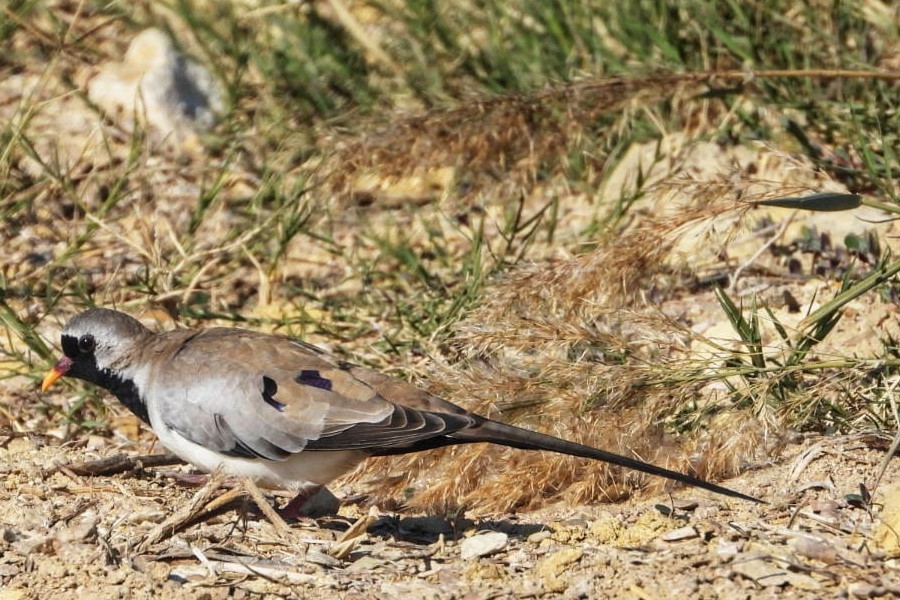 
Fayoum Namaqua dove