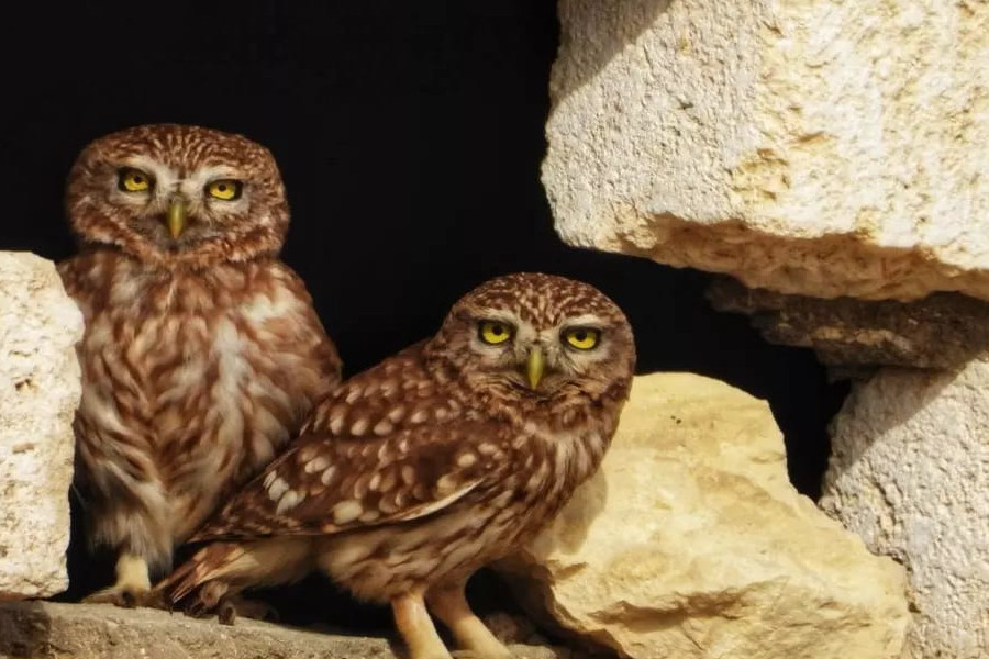 
Owls, Fayoum bird-watching tours