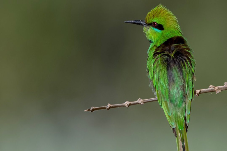 
Little green bee-eater, Fayoum