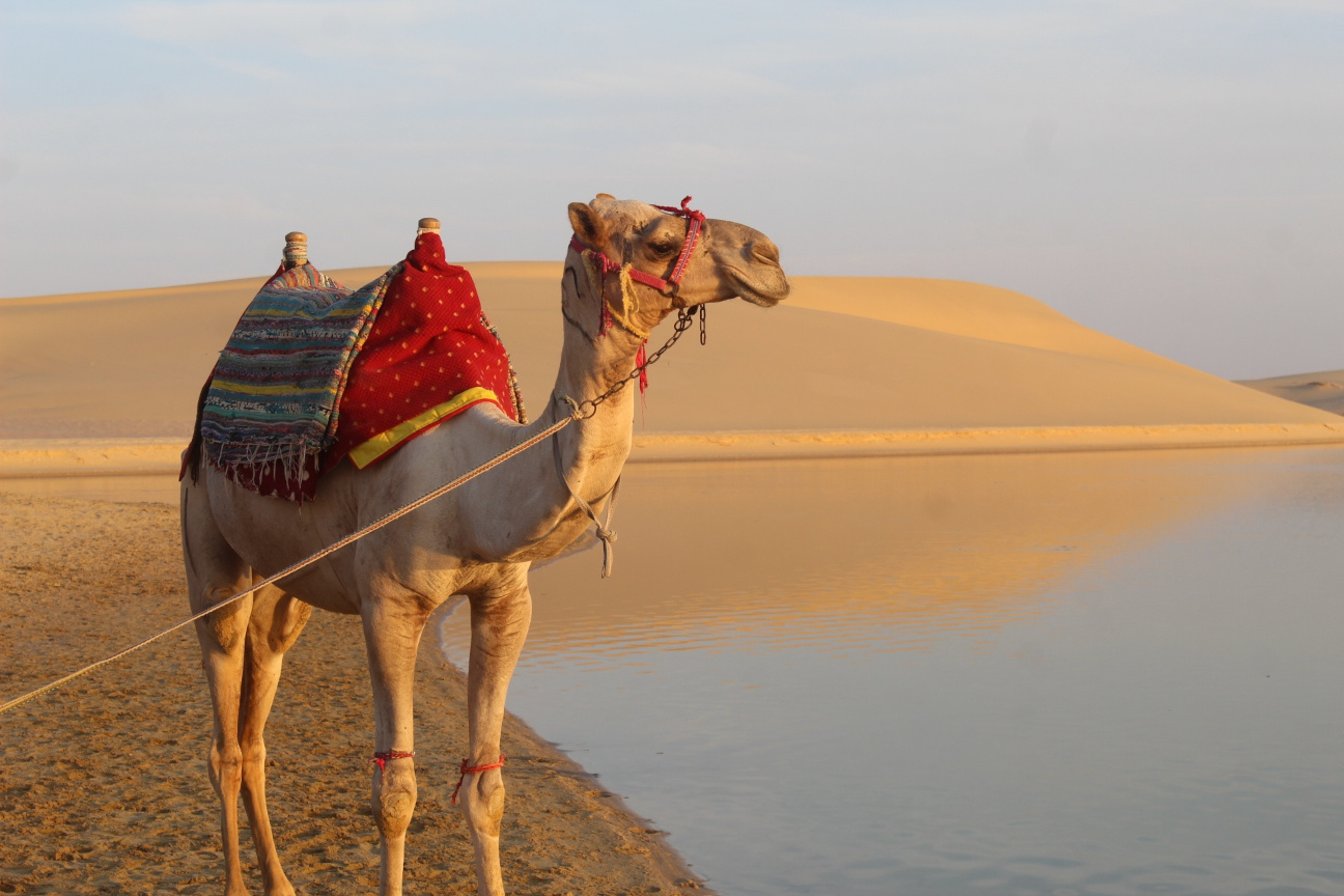 
Camel riding tours at Wadi el-Rayan
