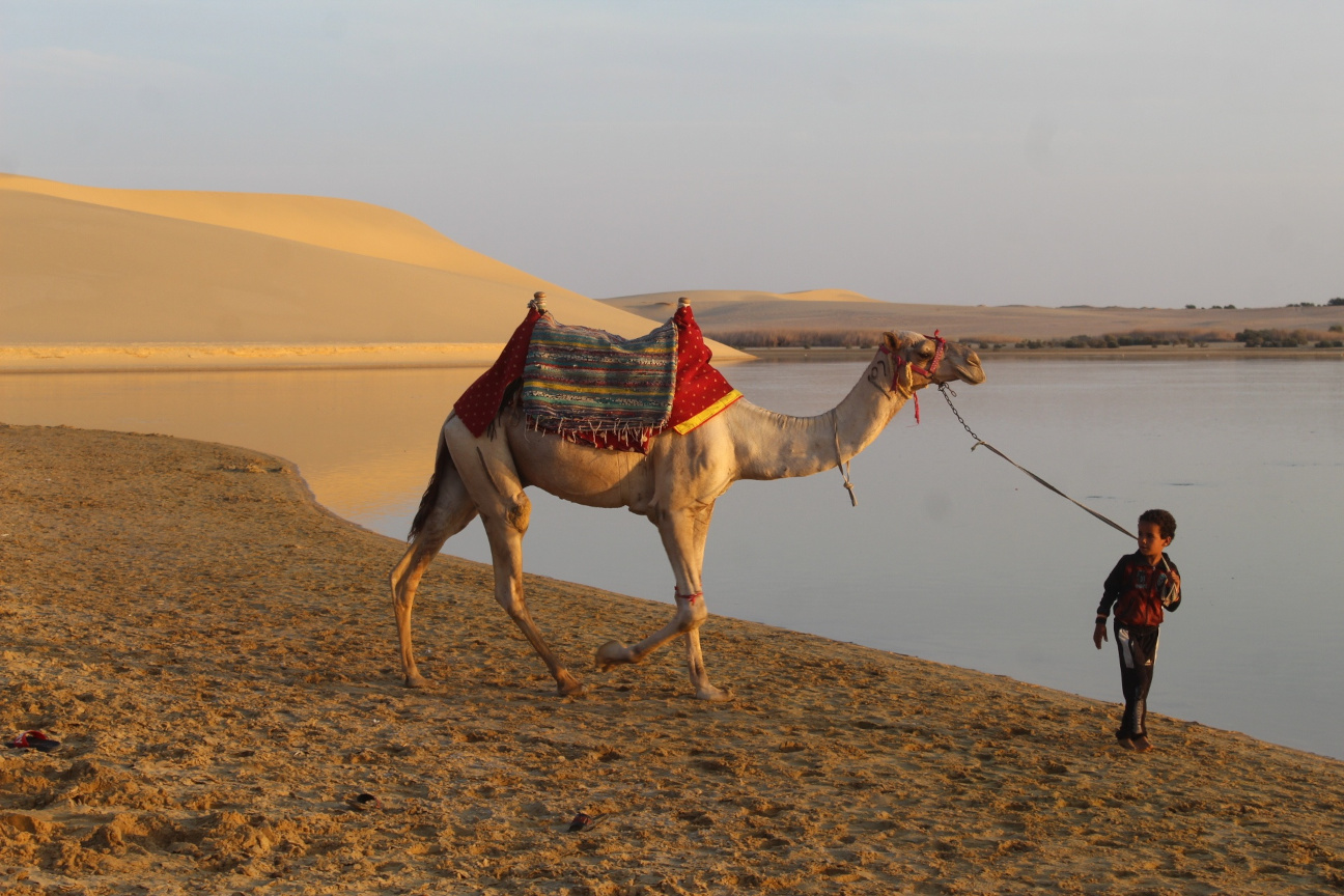 
Fayoum camel trips
