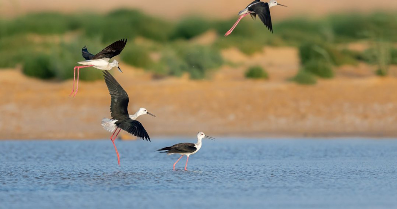 
Bird watching tours in Fayoum