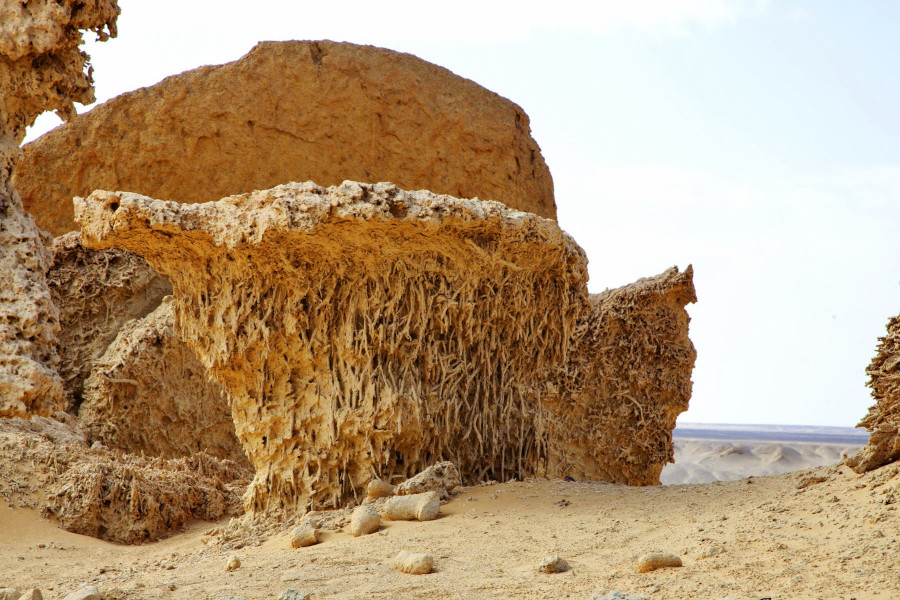 Fossils in Fayoum desert