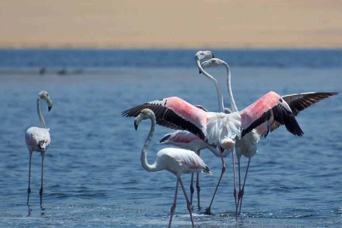 
Flamingos, Qarun lake, Fayoum oasis