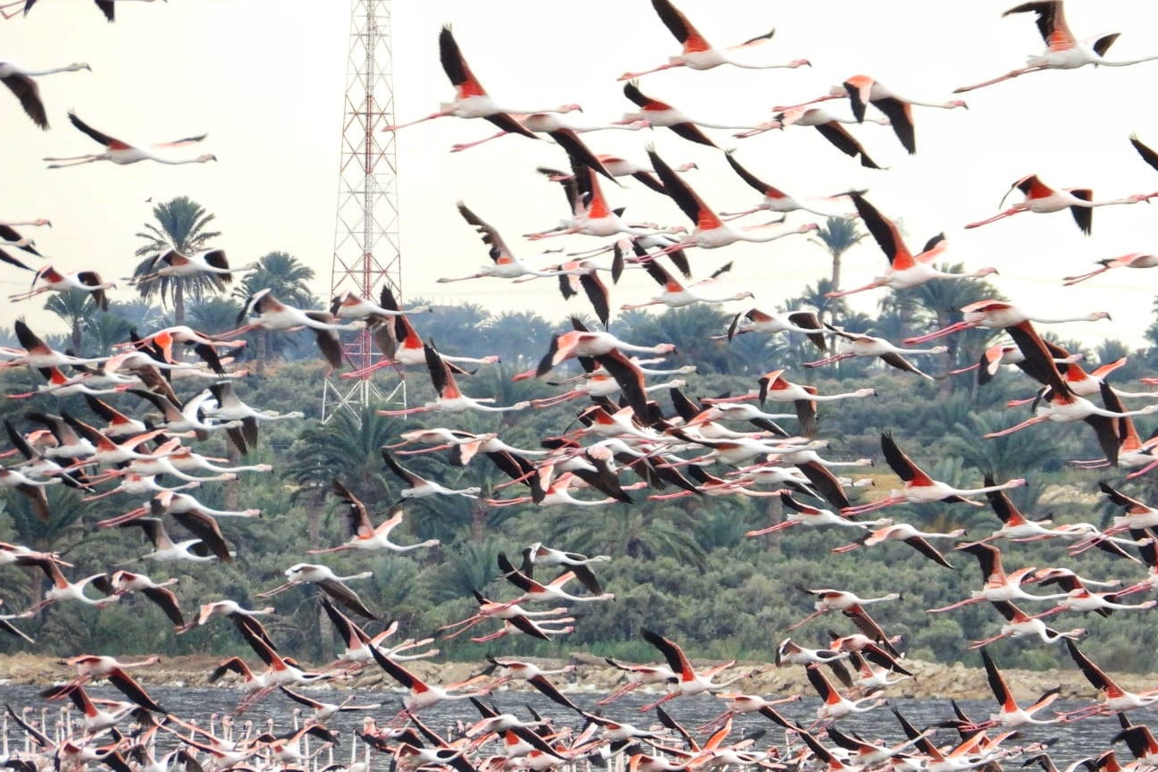 
Bird watching in Wadi el-Rayan