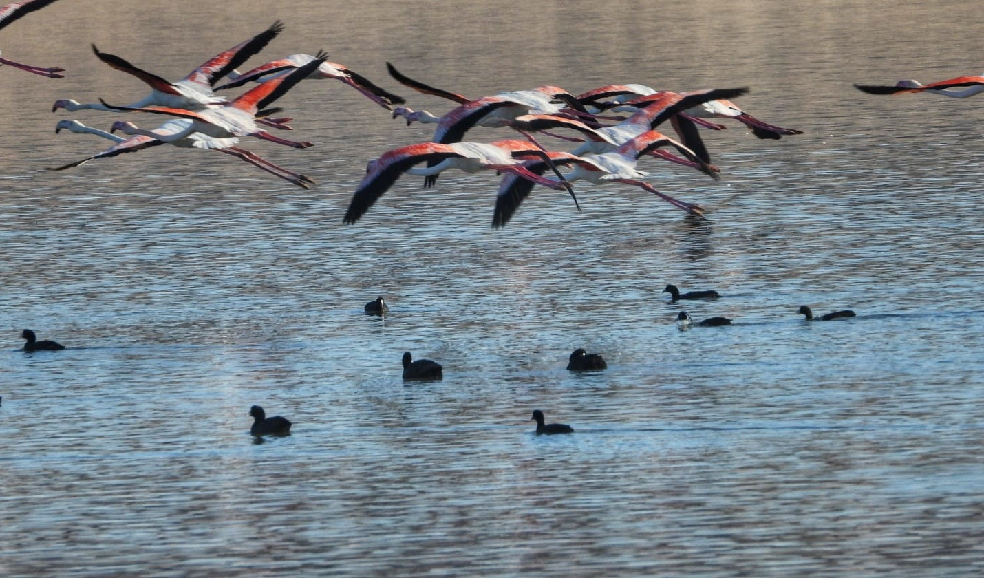 
Birdwatching at Qarun Lake