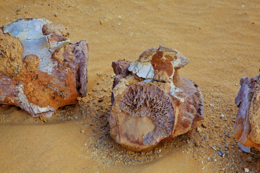 
Gabal el Qatrani fossils