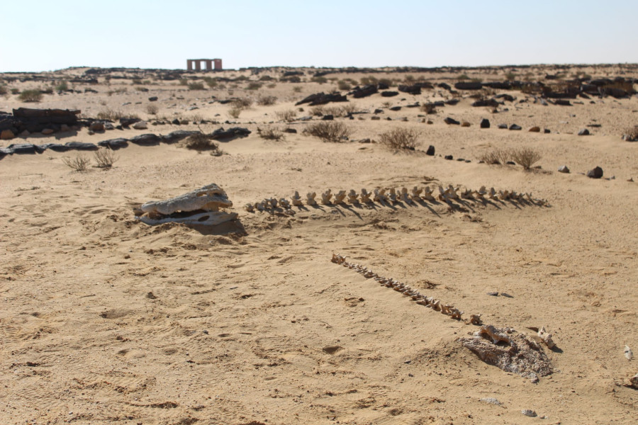 
Whale fossile at Gabal el Qatrani open air museum
